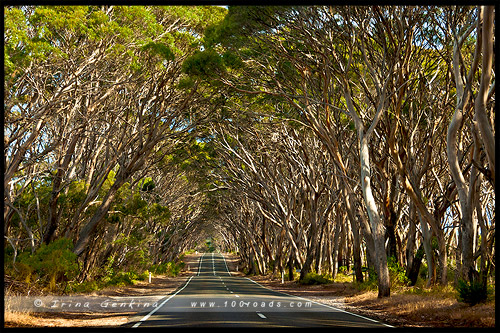 South Coast Road, Остров Кенгуру, Kangaroo Island, Южная Австралия, South Australia, Австралия, Australia