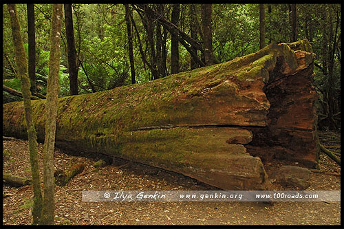 Одно из упавших Высоких деревьев, Tall Trees Walk, Парк Маунт-Филд, Mt Field NP, Тасмания, Tasmania, Австралия, Australia