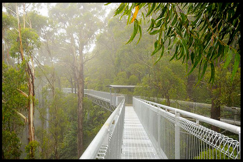 Топ-10 Австралия, Top-10 Australia, Tree Top Walks, Австралия, Australia